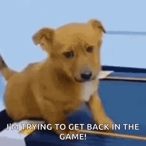 A Brown Puppy Is Sitting On A Table And Says I 'M Trying To Get Back In The Game GIF
