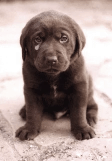 A Brown Puppy With A Tear In Its Eye GIF