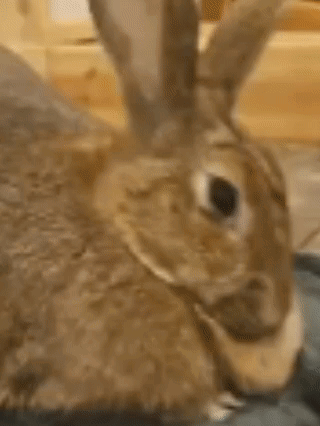 a brown rabbit is laying on a blue blanket on a bed .