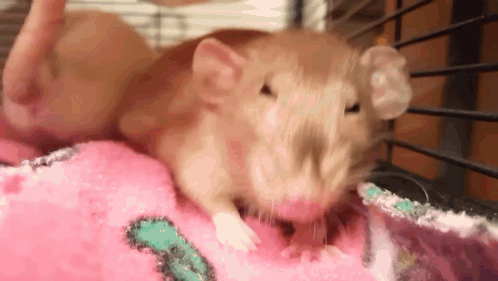 A Brown Rat Is Laying On A Pink Blanket In A Cage . GIF