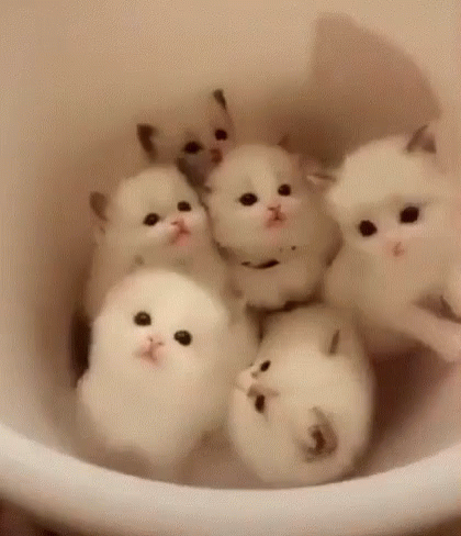 A Bucket Of Cute Kittens GIF