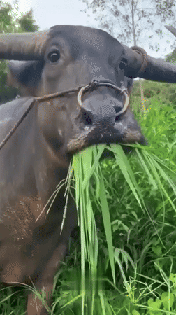 a buffalo with a ring around its nose is eating grass