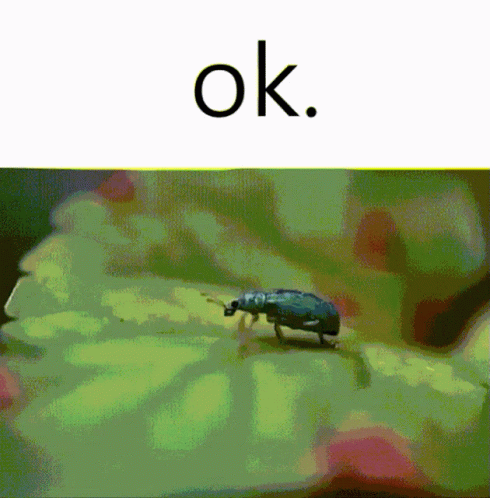 A Bug Is Crawling On A Green Leaf With The Word Ok Above It GIF