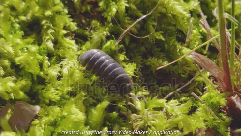 A Bug Is Crawling On A Mossy Surface With The Words Created Using The Crazy Video Maker 2 Application At The Bottom GIF