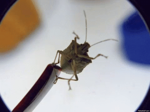 A Bug Is Sitting On A Pencil With A Magnifying Glass In The Background GIF