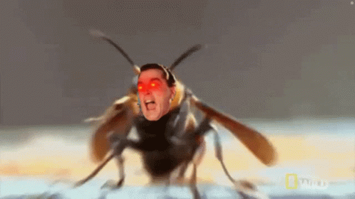 A Bug With A Man 'S Face On It GIF