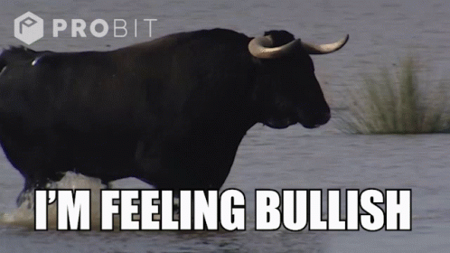 A Bull In The Water With The Words I 'M Feeling Bullish GIF