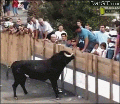 A Bull Is Standing Behind A Wooden Fence With A Crowd Behind It And The Website Datgif.com Visible GIF