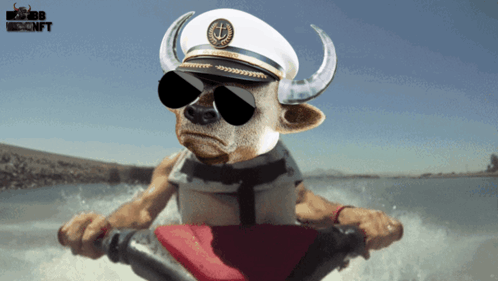 A Bull Wearing A Captain Hat And Sunglasses Is Riding A Jet Ski GIF