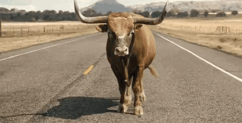 A Bull With Long Horns Is Standing On The Side Of The Road GIF
