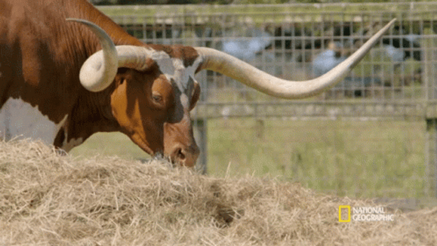 A Bull With Long Horns GIF