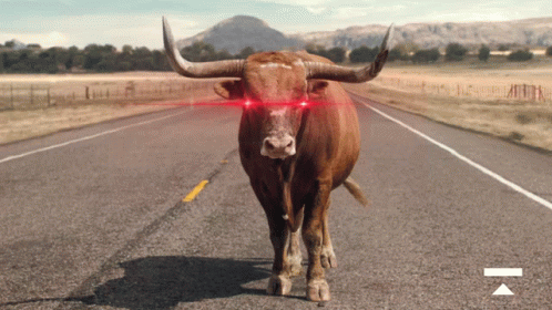 A Bull With Red Eyes Standing On A Road GIF