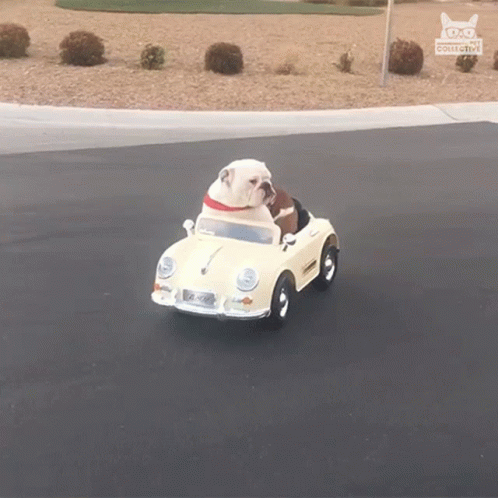 A Bulldog Is Driving A Toy Car With A License Plate That Says Aa Collective On It GIF