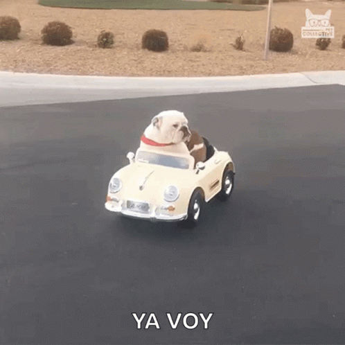 A Bulldog Is Driving A Toy Car With Ya Voy Written On The Side GIF