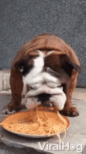 A Bulldog Is Eating Noodles From A Plate . GIF