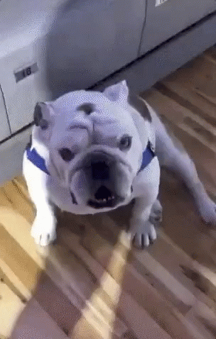 A Bulldog Is Laying On A Wooden Floor In Front Of A Printer With The Number 18 On It GIF