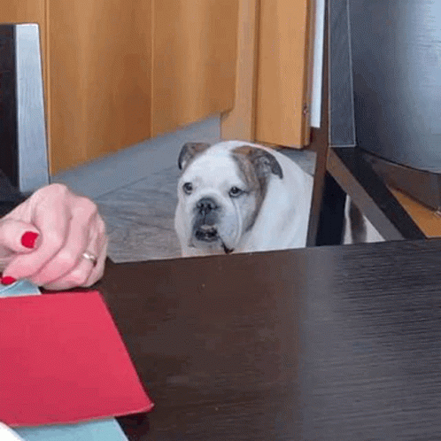 A Bulldog Is Sitting At A Table Looking At A Person 'S Hand . GIF