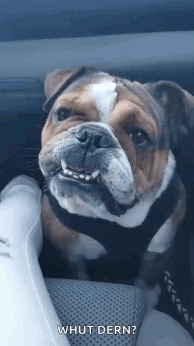 A Bulldog Is Sitting In The Back Seat Of A Car Looking At The Camera . GIF