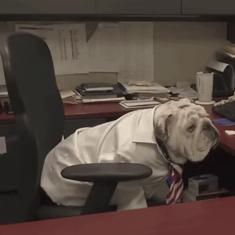 A Bulldog Wearing A White Shirt And Tie Is Sitting On A Desk GIF