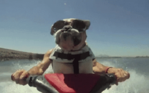 A Bulldog Wearing Sunglasses And A Life Vest Is Riding A Jet Ski GIF
