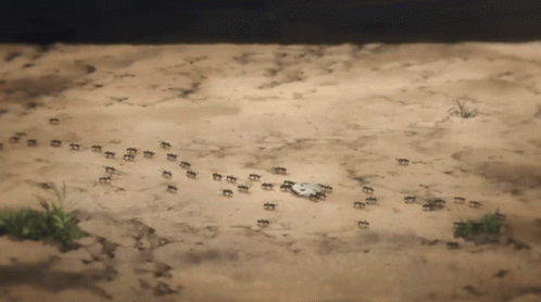 A Bunch Of Ants Are Walking In The Sand GIF