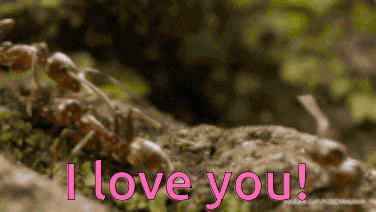 A Bunch Of Ants On A Rock With The Words I Love You In Pink GIF