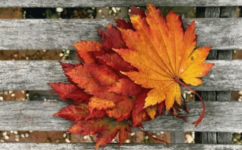 a bunch of autumn leaves on a wooden fence
