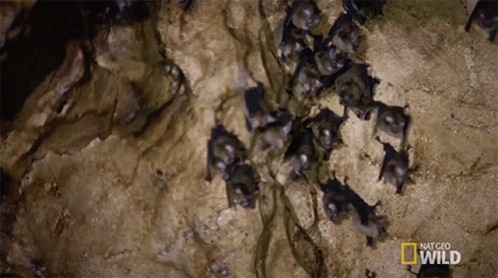 A Bunch Of Bats Are Hanging From A Rock With The Words National Geographic Wild Written On The Bottom GIF