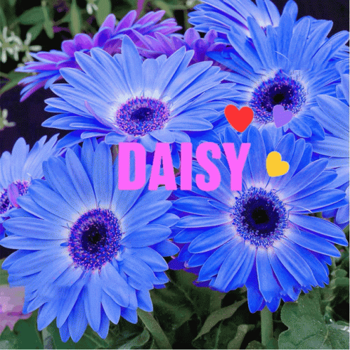 A Bunch Of Blue Daisies With The Word Daisy Written On Them GIF