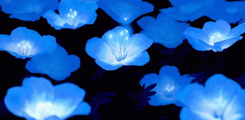 A Bunch Of Blue Flowers That Are Lit Up At Night GIF