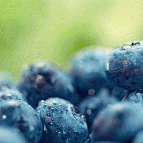 A Bunch Of Blueberries With Water Drops On Them On A Green Background GIF