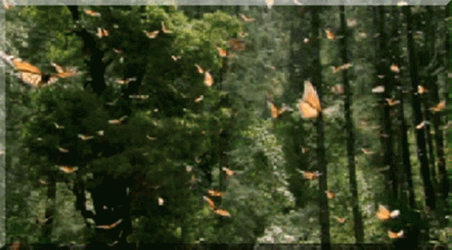 A Bunch Of Butterflies Are Flying Through The Trees GIF
