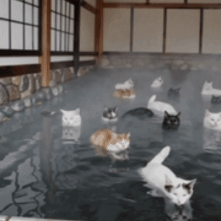 a bunch of cats are swimming in a pool of water