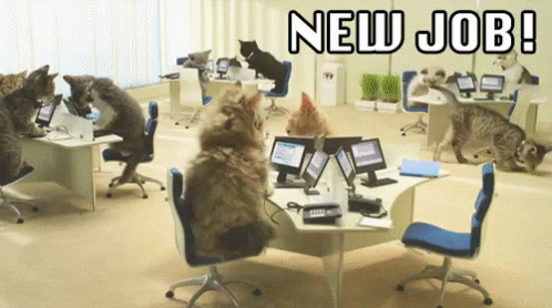 A Bunch Of Cats Sitting At Desks In An Office With The Words New Job Written Above Them GIF