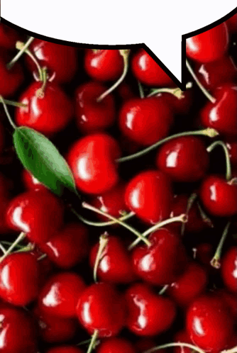 A Bunch Of Cherries With A Speech Bubble In The Background GIF