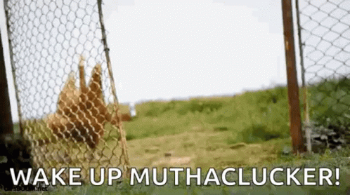 A Bunch Of Chickens Are Behind A Chain Link Fence With The Words Wake Up Muthachlucker Written On The Bottom . GIF