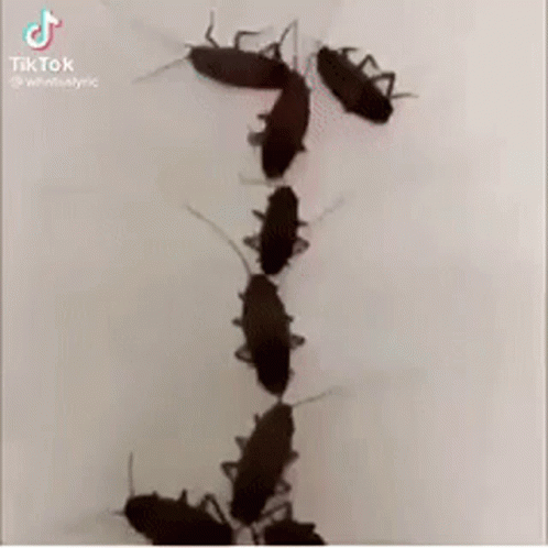 A Bunch Of Cockroaches Are Standing On A White Surface . GIF