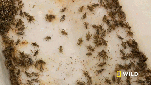 A Bunch Of Crickets Are Sitting On A White Surface With The Word Wild On The Bottom GIF