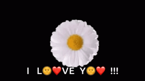 A Bunch Of Daisies Are Arranged In A Circle And The Words `` I Love You '' Are Written In The Middle . GIF