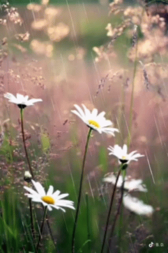 A Bunch Of Daisies Are In The Rain GIF