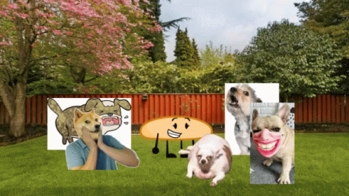 A Bunch Of Dogs Are Standing In A Backyard GIF