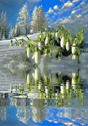 A Bunch Of Flowers Are Growing Out Of The Water GIF