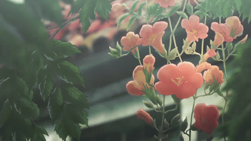 A Bunch Of Flowers Are Hanging From A Tree GIF