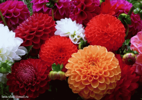 A Bunch Of Flowers With The Email Lana.vladi@mail.ru On The Bottom Right GIF