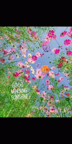 A Bunch Of Flowers With The Words Good Morning Sunshine Written On It GIF