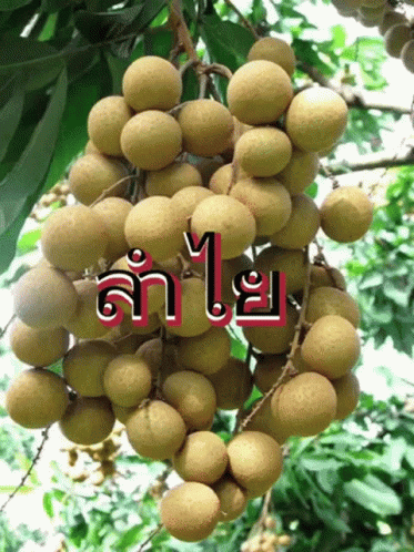 A Bunch Of Fruit Hanging From A Tree With The Word ' A ' In Red GIF