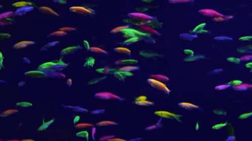 A Bunch Of Glow In The Dark Fish Are Swimming In A Dark Aquarium GIF