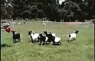 A Bunch Of Goats Are Walking In A Field GIF