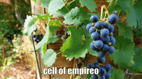 A Bunch Of Grapes Hanging From A Vine With The Words Cell Of Empireo Below Them GIF