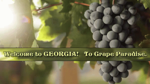 A Bunch Of Grapes Hanging From A Vine With The Words Welcome To Georgia GIF